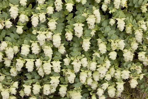 Wild Marjoram
