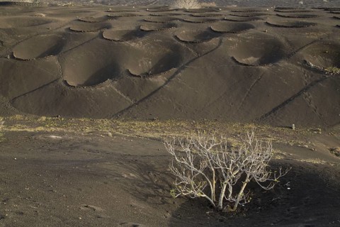 Semi-circular walls to protect vines growing on volcanic cinders