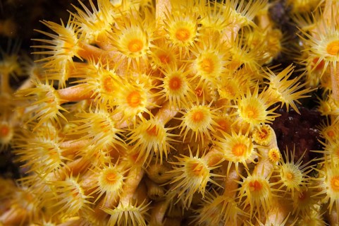 Yellow cluster anemone