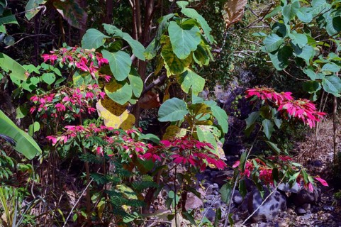 Wild poinsettia