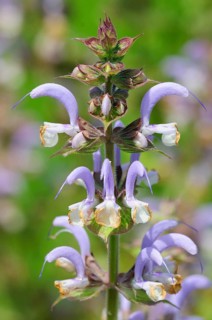 Clary sage