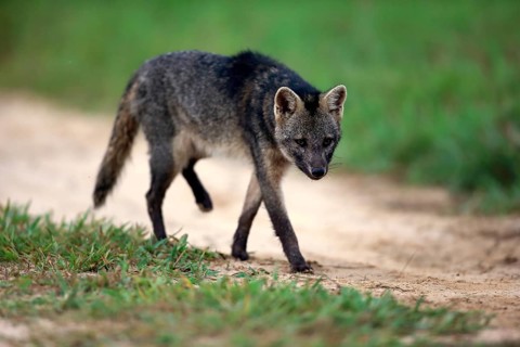 Crab-Eating Fox