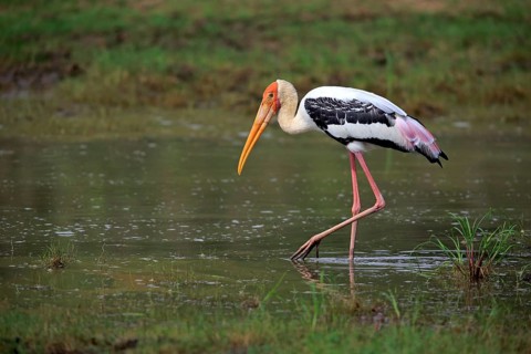 Painted stork