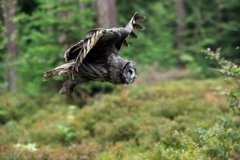 Great Grey Owl