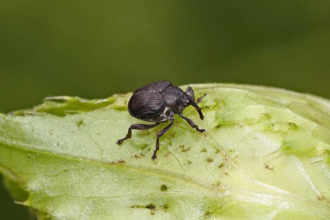 Weevil