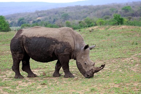 White Rhinoceros