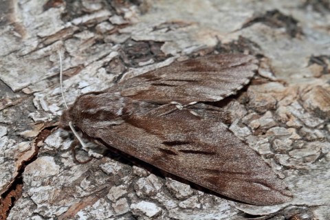Pine Hawk Moth