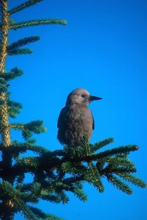 Clark's nutcracker