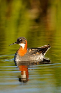 Red-necked Phalarope