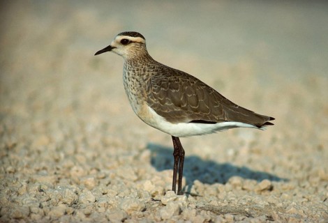 Black-winged Plover
