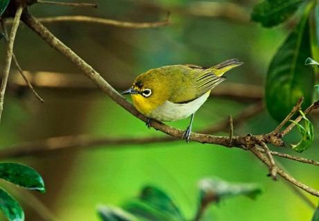 Japanese White-eye