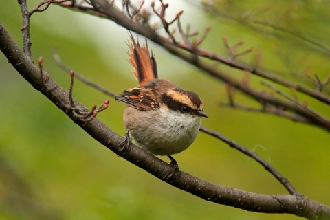 Thorn-tailed Rayadito