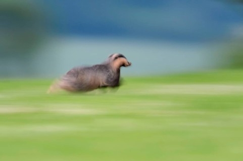Eurasian Badger
