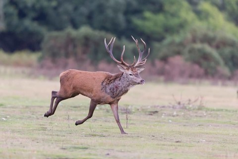 Red Deer
