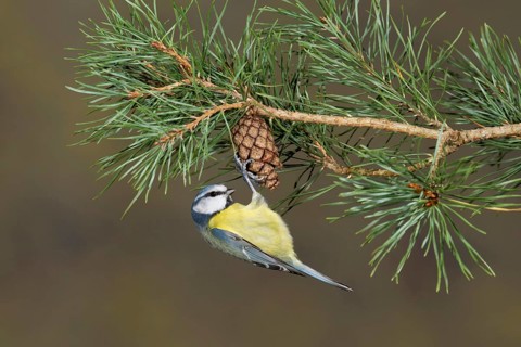 Blue Tit