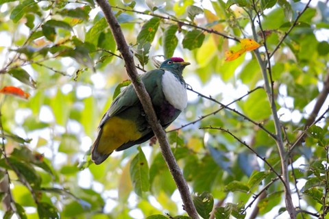 White-bibbed Fruit-dove