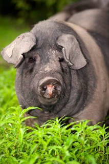 Domestic pig