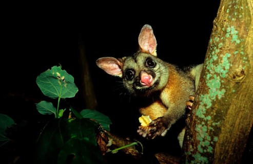 Common common brushtail possum