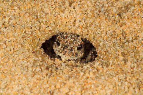 Natterjack Toad