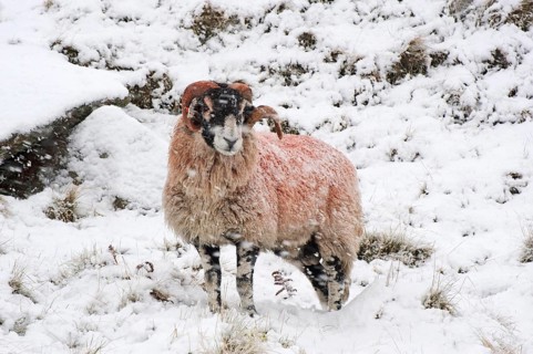 Domestic sheep