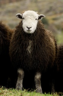 Domestic Sheep