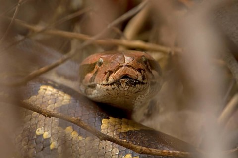 Indian Python