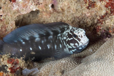 Yellowtail Blenny