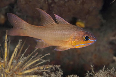 Yellow-lined Cardinalfish