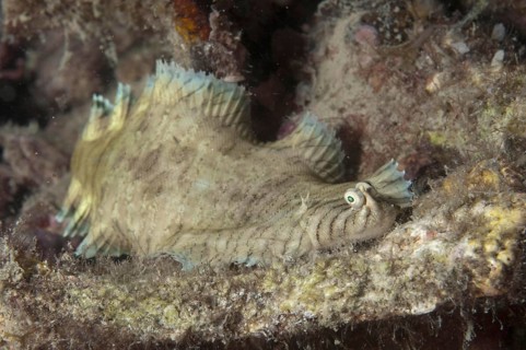 Banded Sole