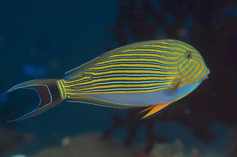 Striped surgeonfish