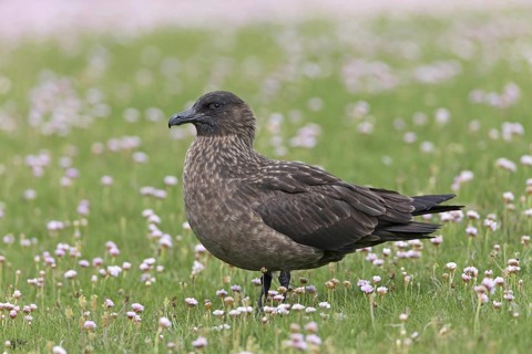 Great skua