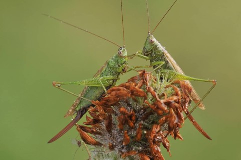 Long-winged Conehead