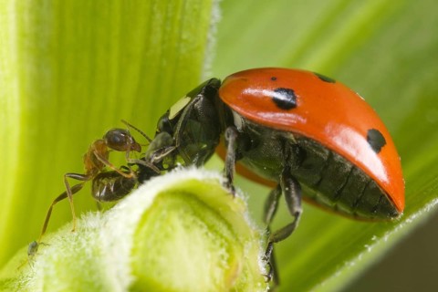 Coccinella 7-punctata