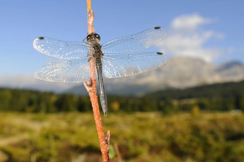 Black Darter