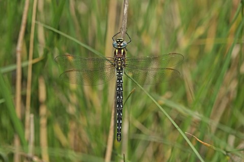 Hairy dragonfly