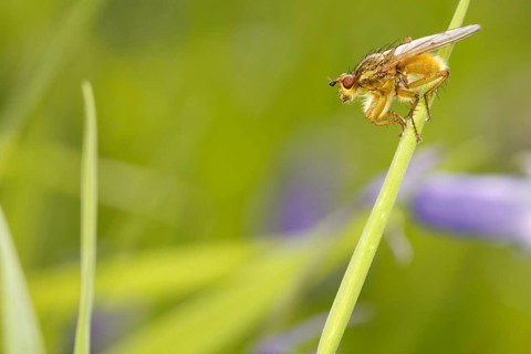 Yellow Dungfly