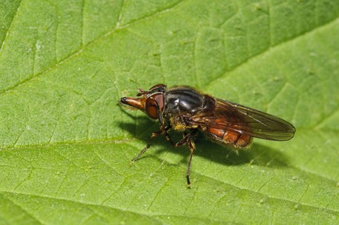 Common snout hoverfly