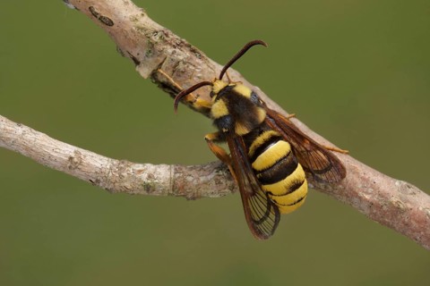 Hornet Clearwing