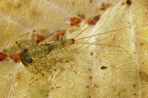 Mayfly