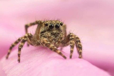 Fencepost Jumping Spider
