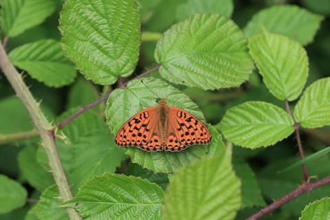 High brown fritillary