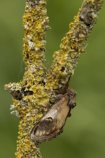 Pebble Prominent