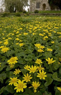 Lesser Celandine