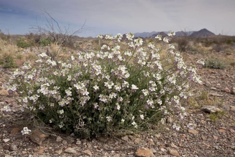 Bicolored Fan-mustard