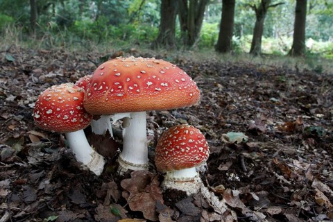 Fly agaric