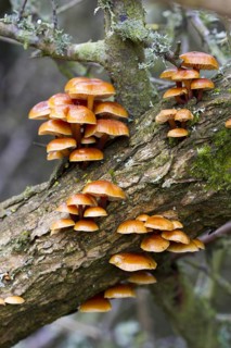 Flammulina