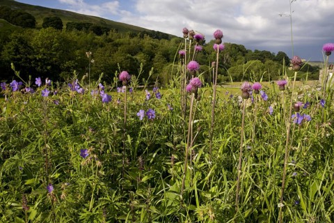 Flowering Melancholy Thistle