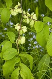 Wych wych elm