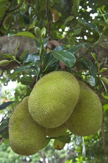Jackfruit tree