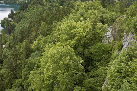 Large-leafed Lime